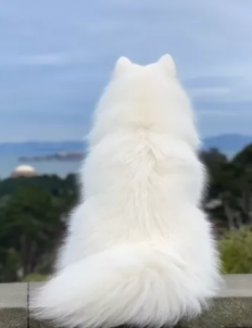 Multiple Element reference images for AI video generation
